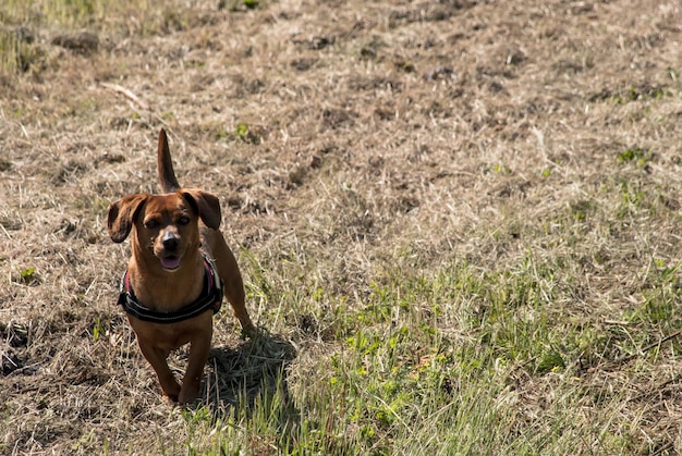 Foto retrato de cão no campo