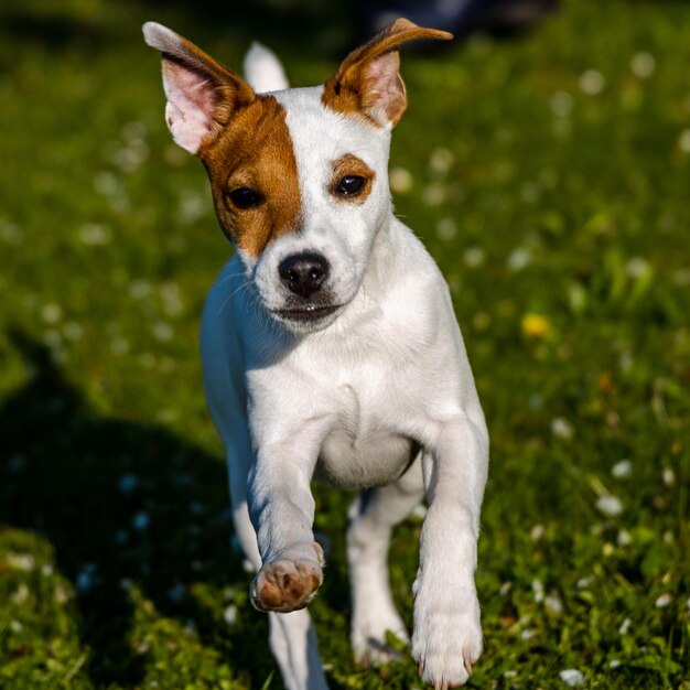 Foto retrato de cão no campo