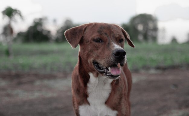 Retrato de cão no campo