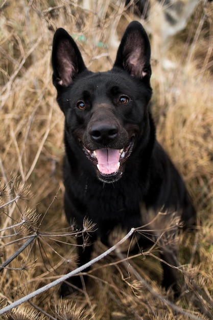 Foto retrato de cão no campo