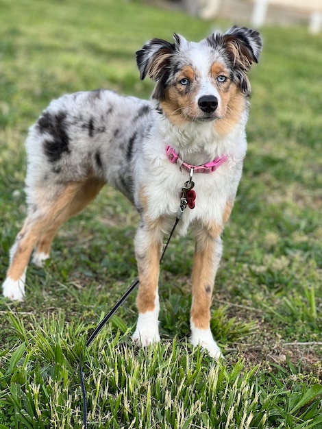 Foto retrato de cão no campo