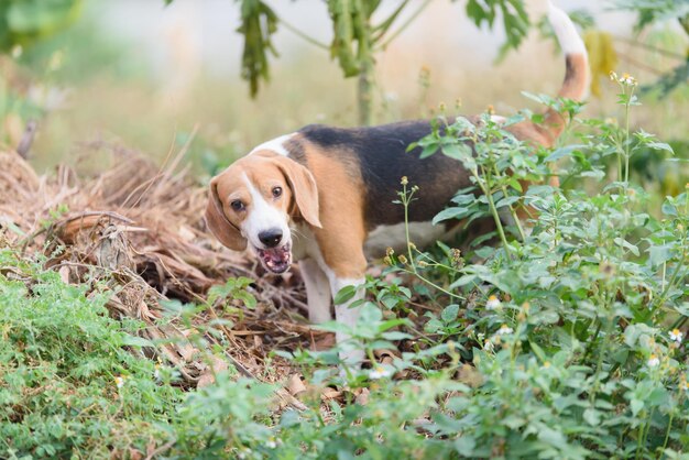 Foto retrato de cão no campo