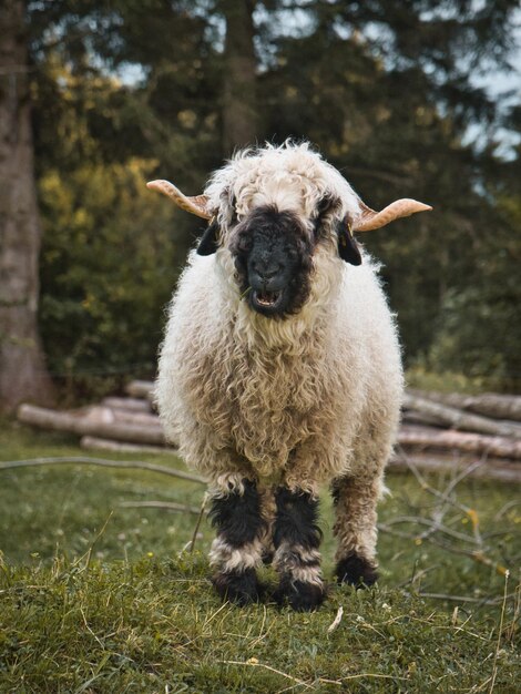 Foto retrato de cão no campo