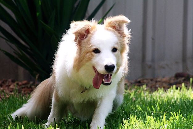 Retrato de cão no campo