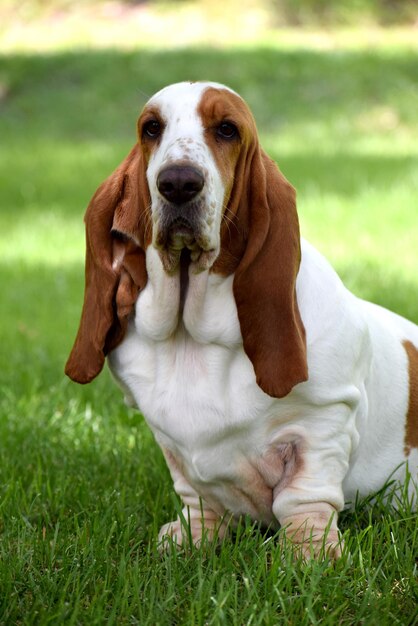 Foto retrato de cão no campo