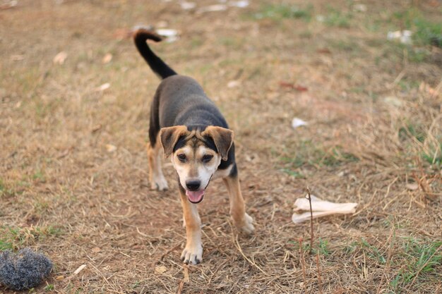 Foto retrato de cão no campo