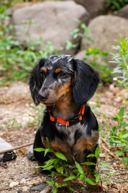 Foto retrato de cão no campo