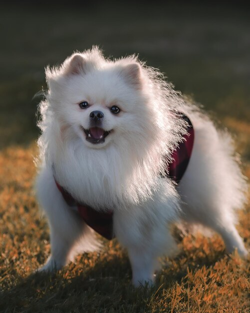 Foto retrato de cão no campo