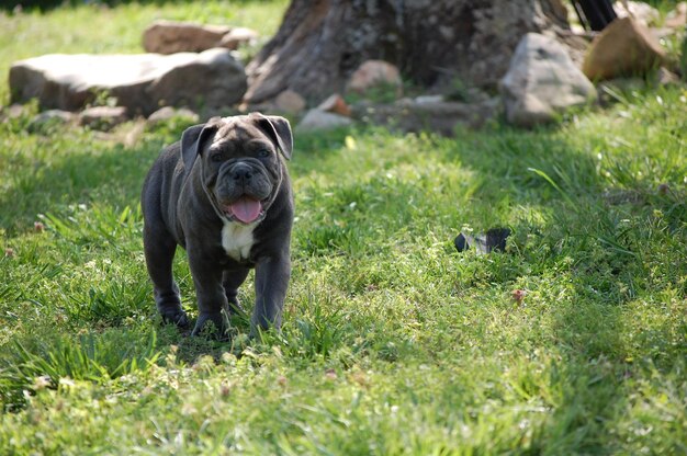 Foto retrato de cão no campo