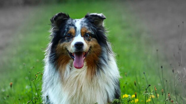 Retrato de cão no campo