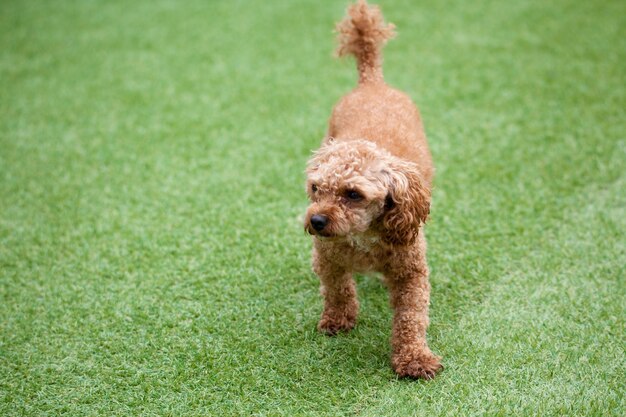 Retrato de cão no campo