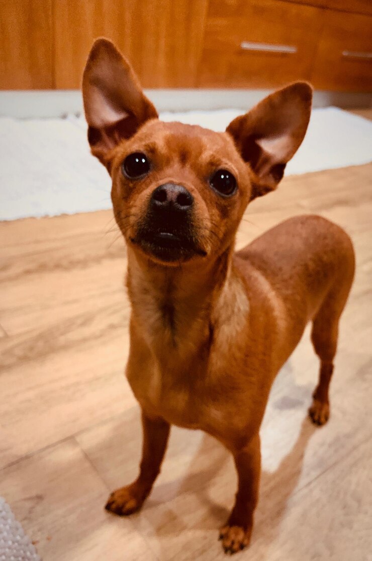 Foto retrato de cão no chão da cozinha