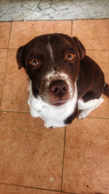 Foto retrato de cão no chão em alto ângulo