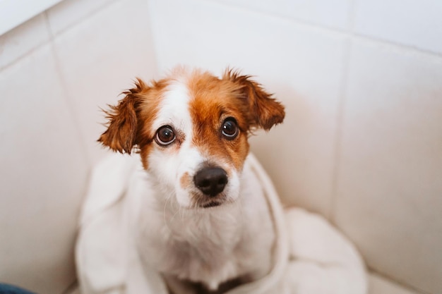 Retrato de cão no chão em casa