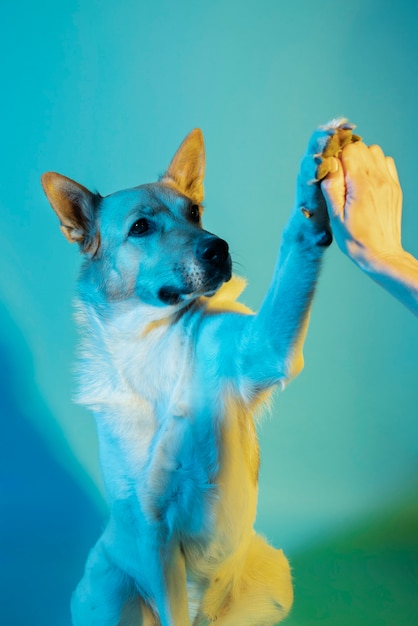 Retrato de cão pastor alemão em iluminação gradiente