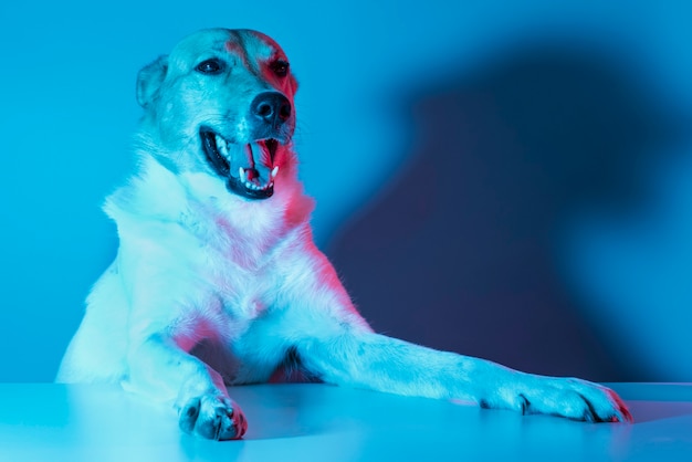 Foto retrato de cão pastor alemão em iluminação gradiente