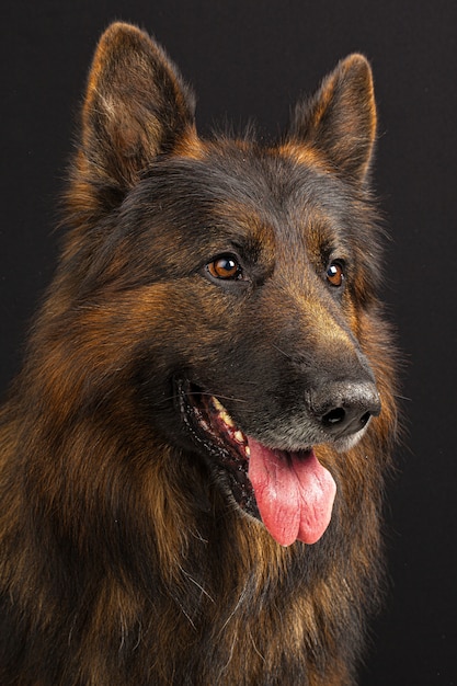 Retrato de cão pastor alemão em preto