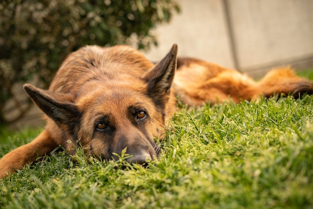 Retrato de cão pastor alemão no prado