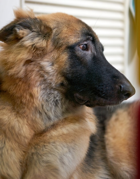 retrato de cão pastor alemão