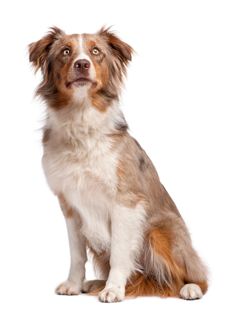 Retrato de cão pastor australiano isolado