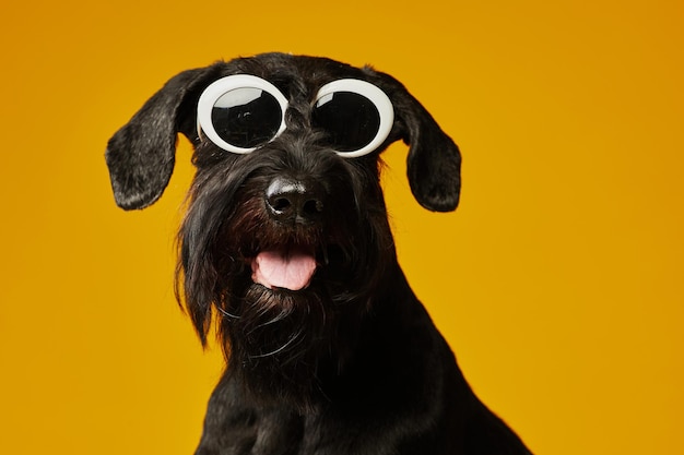 Retrato de cão preto doméstico em óculos de sol elegantes, protegendo-se do sol contra o fundo amarelo