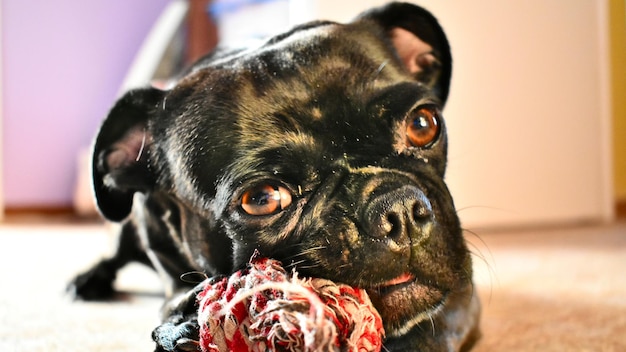 Foto retrato de cão preto em casa