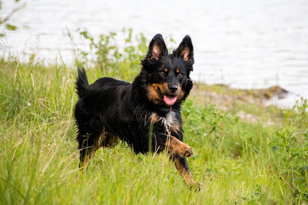 Retrato de cão preto na grama