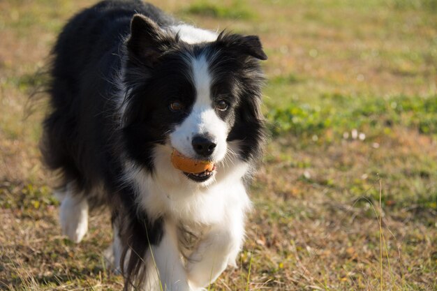 Foto retrato de cão preto no campo