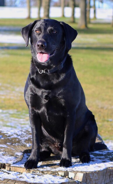 Foto retrato de cão preto