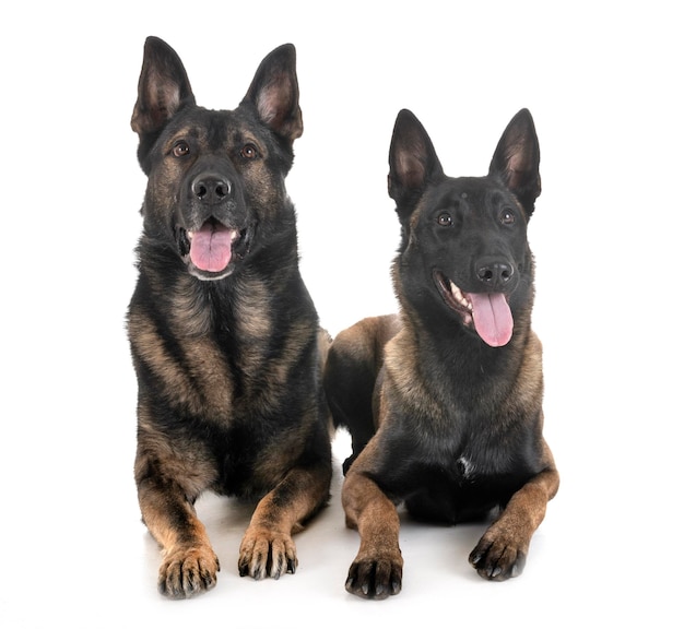 Retrato de cão preto