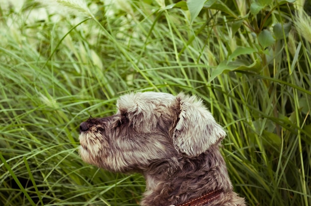 Retrato de cão schnauzer pequeno em um campo gramado