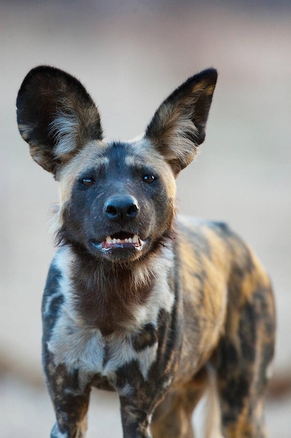 retrato de cão selvagem africano Lycaon pictus olhando diretamente para a câmera