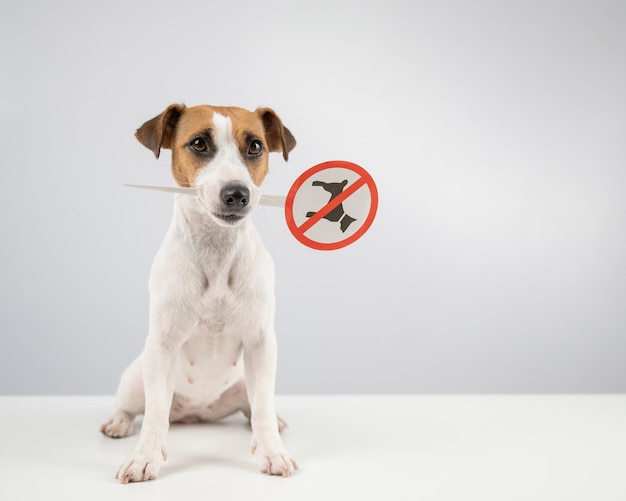 Foto retrato de cão sentado em fundo branco