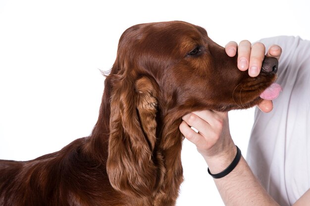 Retrato de cão setter vermelho irlandês isolado no fundo branco