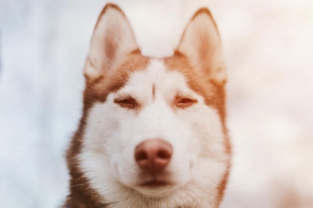 Retrato de cão siberiano Husky bonito branco mamífero marrom animal de estimação de um ano de idade com olhos azuis no outono rústico e rural natureza floresta close-up flare