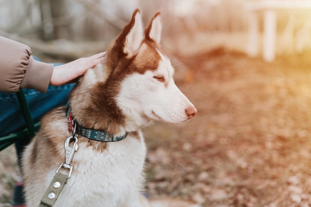Retrato de cão siberiano Husky fofo mamífero marrom branco animal de estimação de um ano de idade com olhos azuis com pessoas que acariciam acariciando-a no outono rústico e rural natureza floresta flare