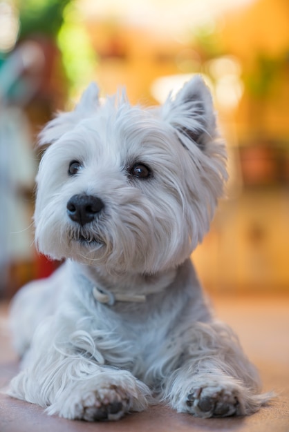 Retrato de cão terrier branco posando