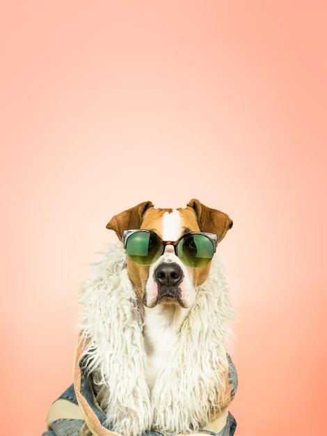 Retrato de cão usando óculos de sol e boa de penas contra fundo de coral