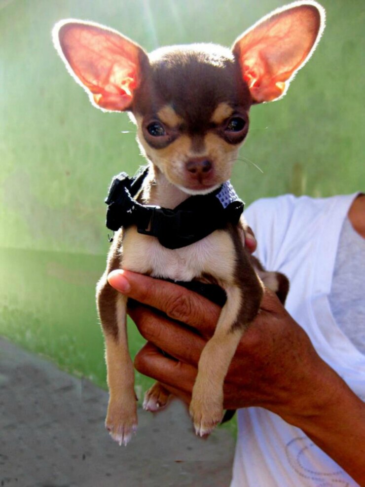 Foto retrato de cão