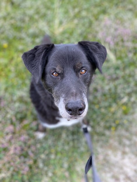 Foto retrato de cão