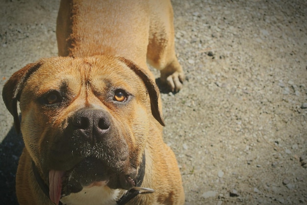 Retrato de cão