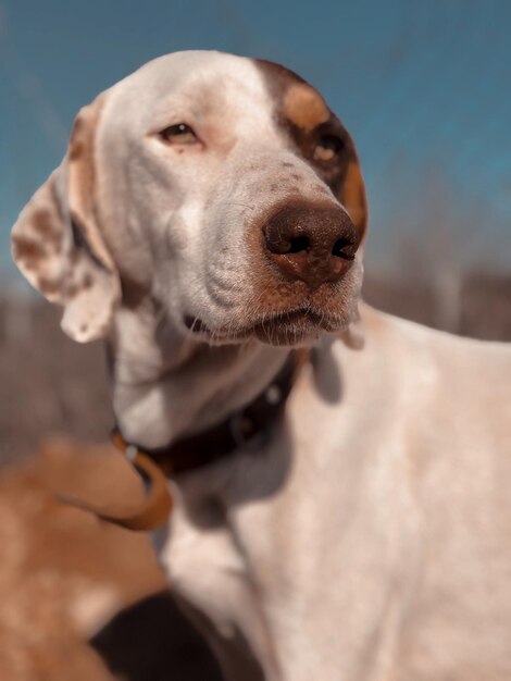 Foto retrato de cão