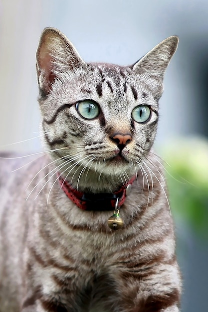 Retrato de cara de gato de perto, lindo cinza ao ar livre