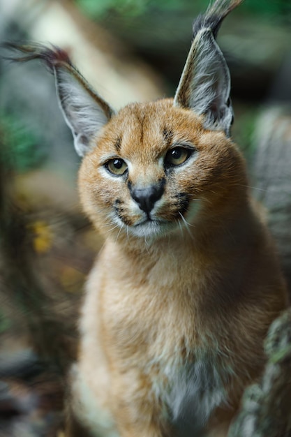 Pin on Gato Caracal