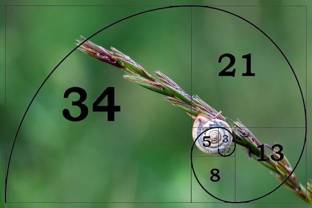 Foto retrato de caracol em close-up em fundo de cabeça de trigo