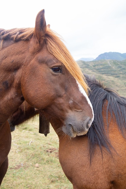 Retrato de casal de cavalos marrons na montanha