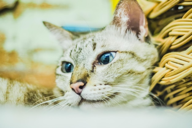 Retrato de cavala marrom jovem gato malhado adorável amigo de estimação