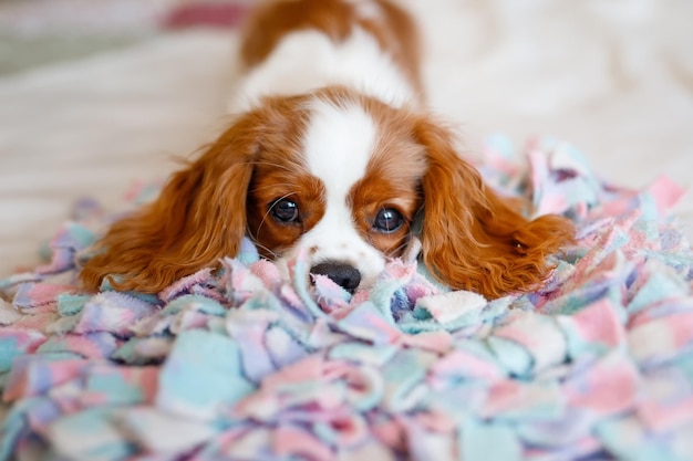 Retrato de Cavalier King Charles Spaniel Uma bela raça de cães