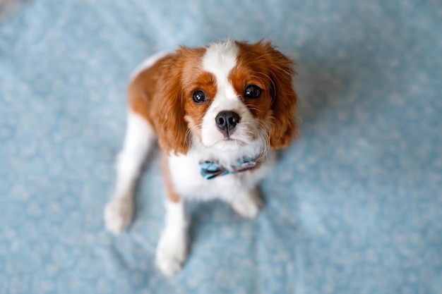 Retrato de cavalier king charles spaniel. uma bela raça de cães.