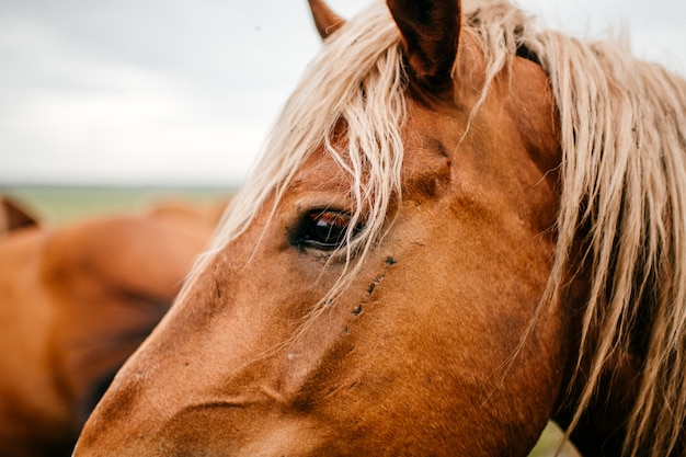 Foto retrato de cavalo ao ar livre na natureza